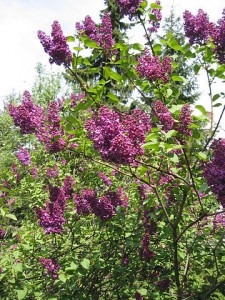 le lilas comun